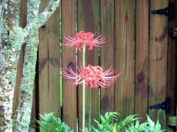 spider lilies1