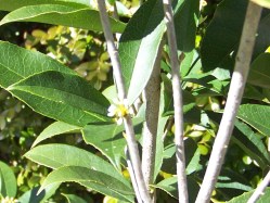 Sweet Olive