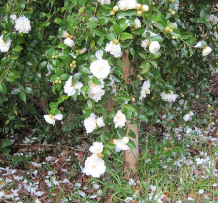 white camellias