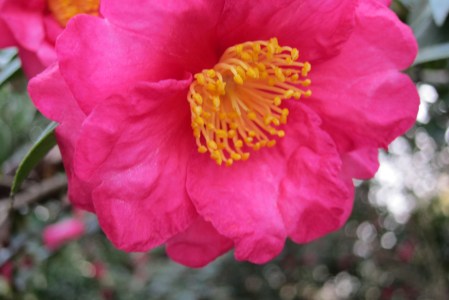 ruby camellia