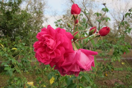 honey's rose