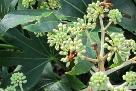 Fatsia