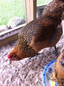 Big Sister Ameraucana