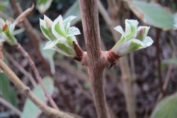 hydrangea leaf buds