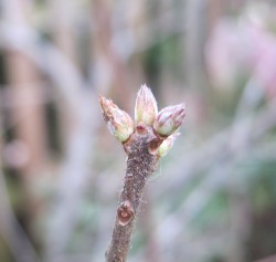 rhododendron buds