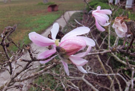 star magnolia