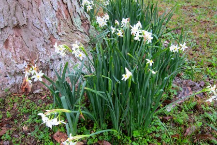 paperwhites in winter