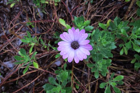 purple daisy flower