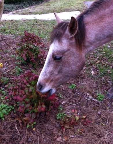 A young stud eating Blush Pink Nandina
