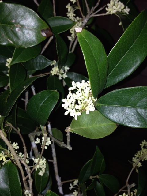 Sweet olive has come into bloom. Another great gift. They will bloom most of the winter, take a rest and burst forth again early spring for a bit. I cut branches and brought them into the house. Every time I catch a whiff of the scent, I smile. Thank you, God!