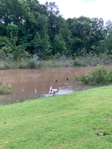 Faith walking at the edge of our creek, which is swollen and covering the dock.