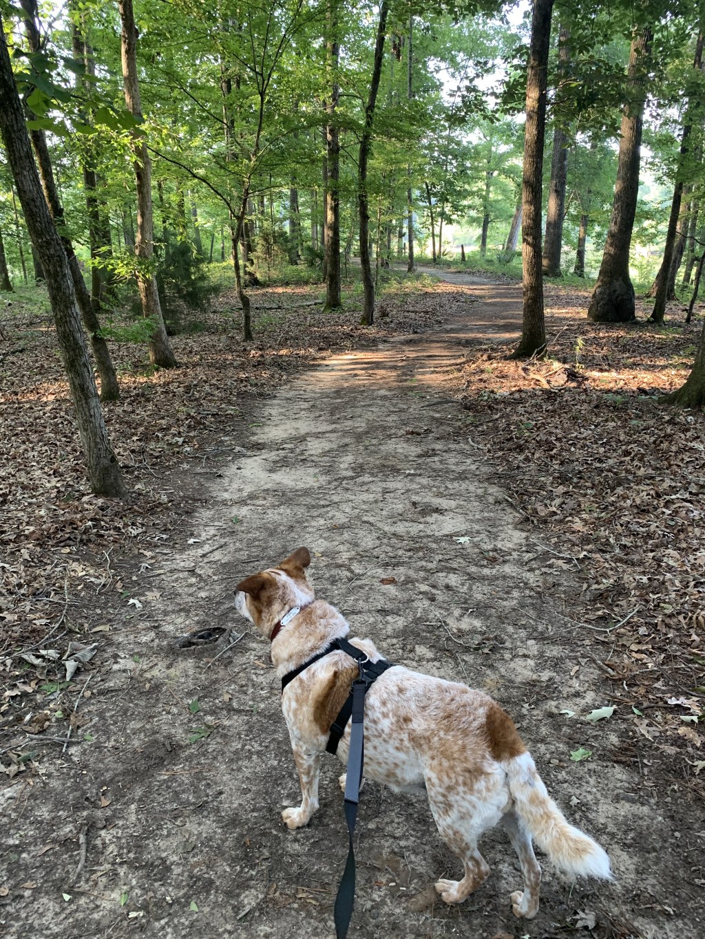 The Girl Camper Cemetery&nbsp;Hunter