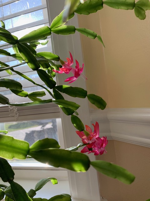 Book Recommendations and A Small&nbsp;Miracle